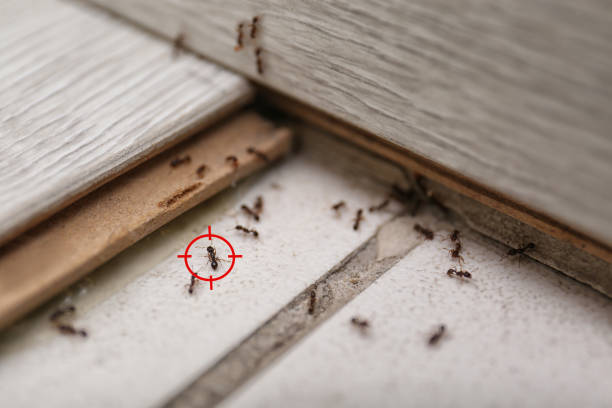 Best Commercial Pest Control Services  in Vonore, TN