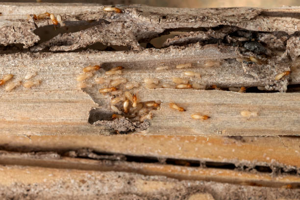 Vonore, TN Pest Control Company